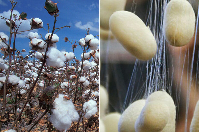 Coton vs soie : différences entre le coton et la soie